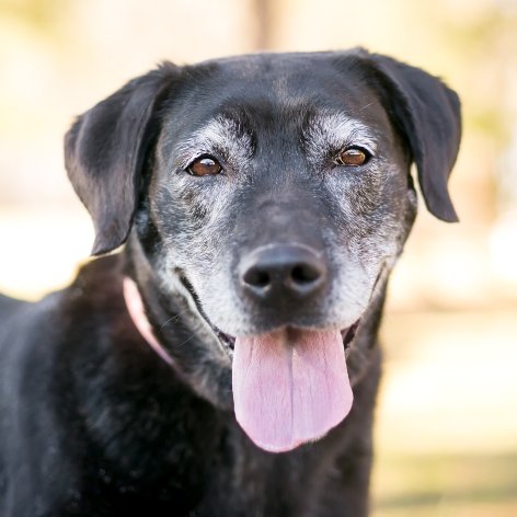 Bee and Wasp Stings on my Dog