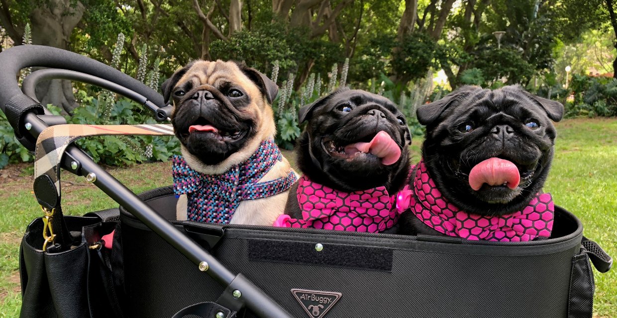 How to Make my Dog Famous