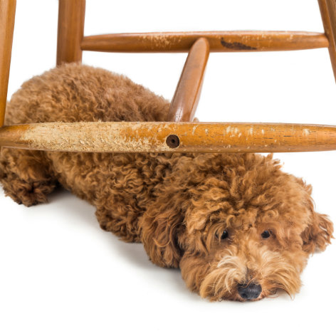 What Puppy Dog Eyes from my Dog Mean