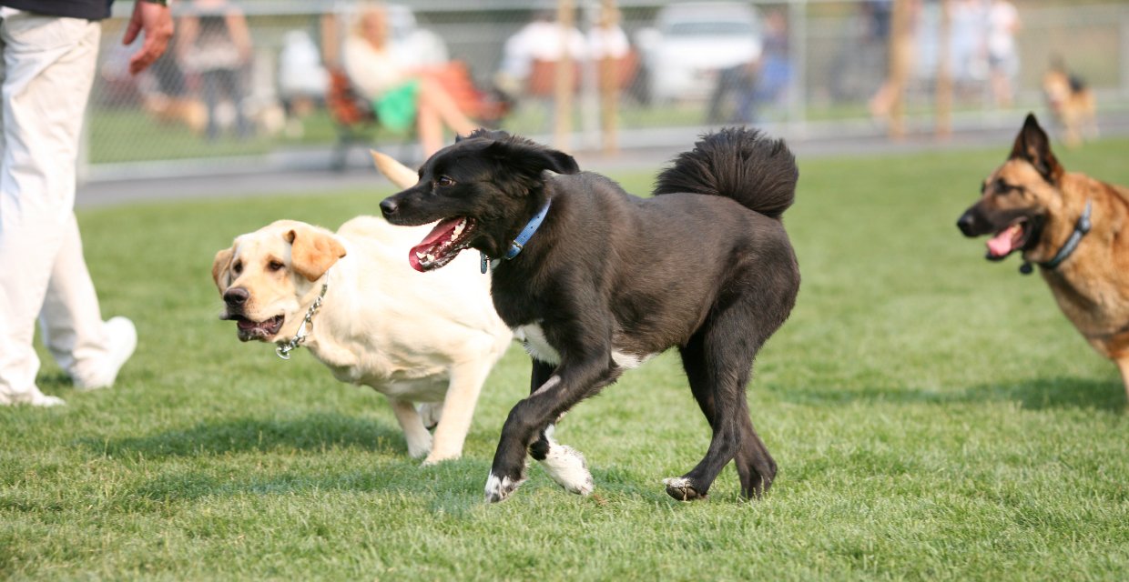 Dog Park Etiquette