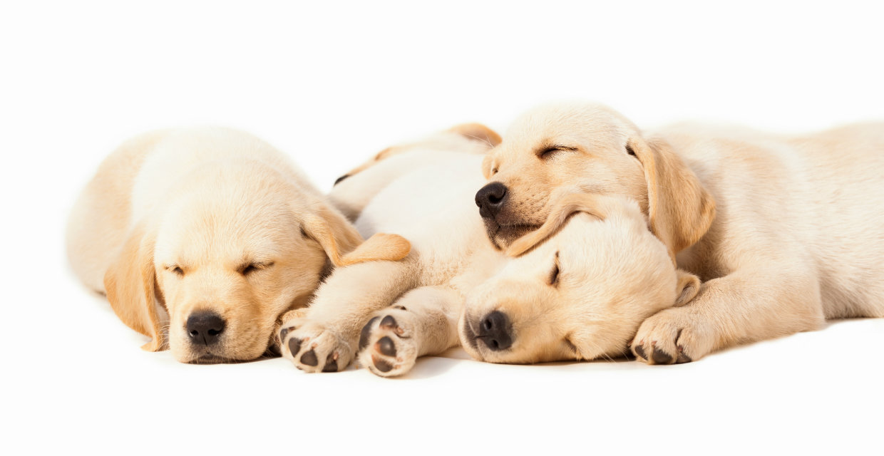 Puppy Development Milestones