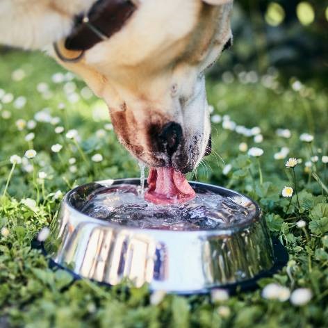 10 Tips to Keep Dogs Cool in Summer
