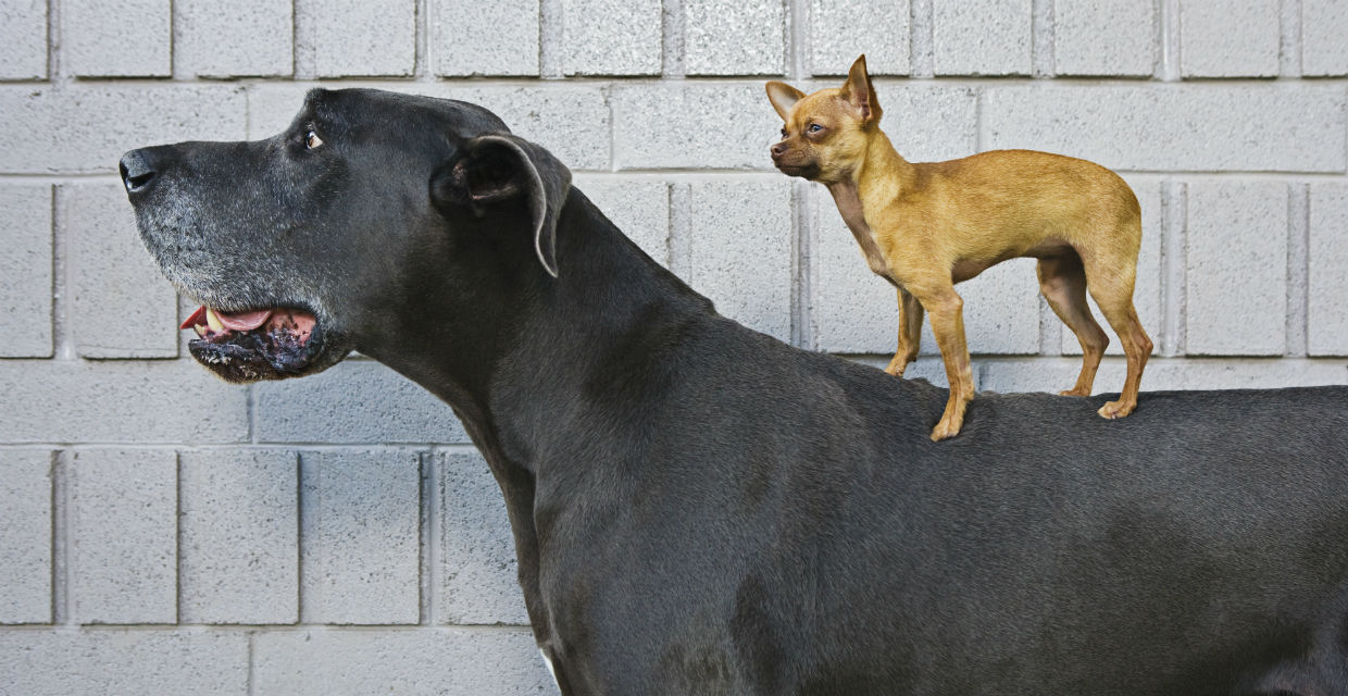 New puppy? Tips for choosing which breed.