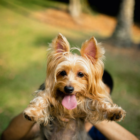 Benefits of a Foster Dog