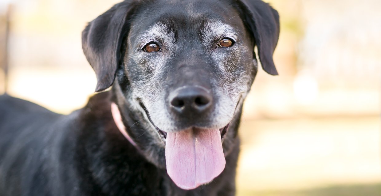 Looking After an Older Dog