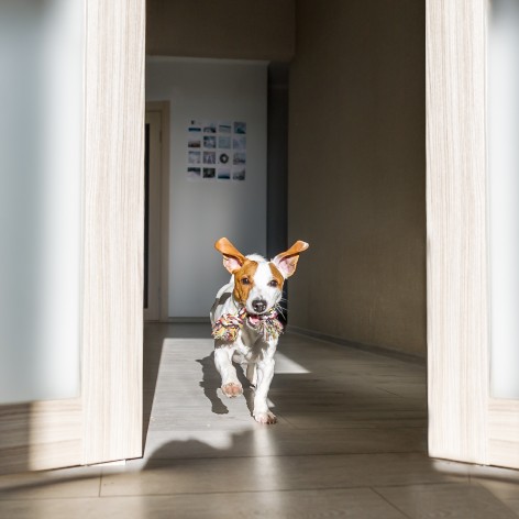 How to Stop your Puppy from Chewing