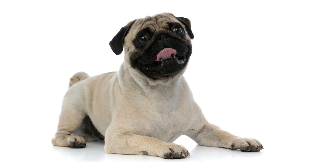 Can Your Dog Read Your Mood?