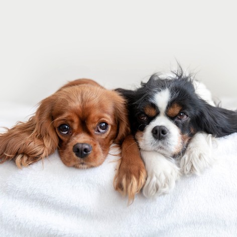 Adding another Dog to your Family