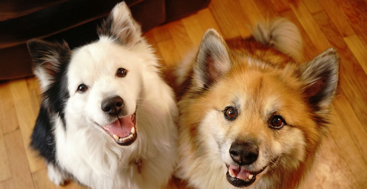 Keeping a Clean Home with a Messy Dog