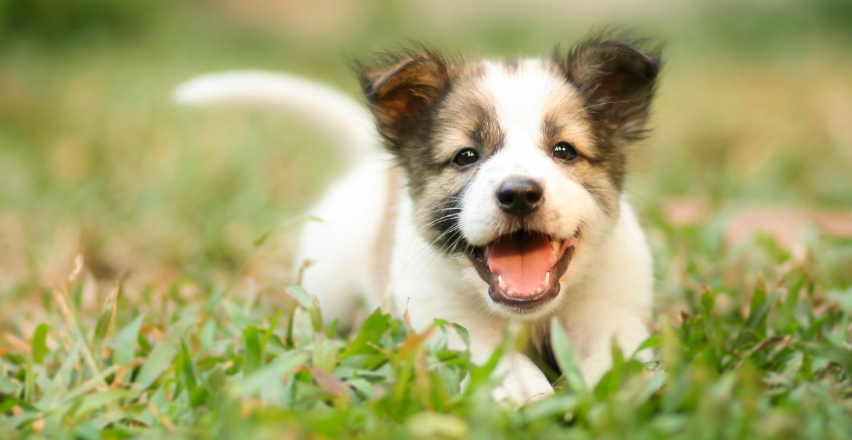 Five Benefits of Getting a Puppy