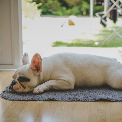 Dog Breed Temperaments