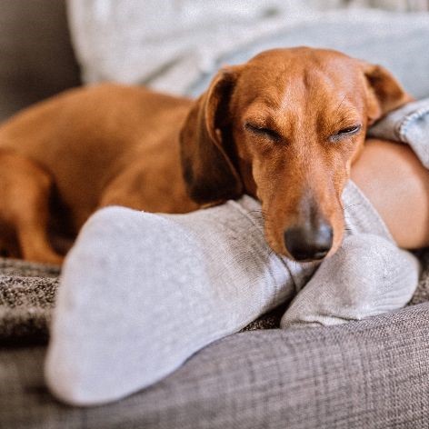 Signs of Common Parasites on your Pets