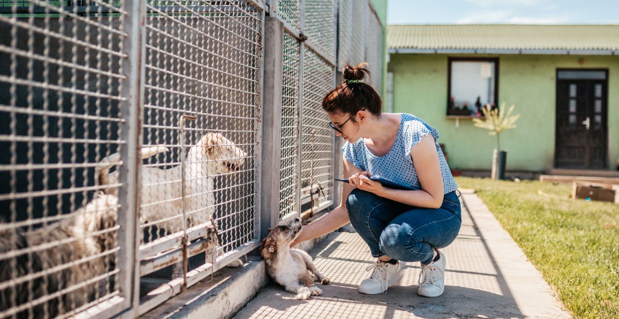 Benefits of a Foster Dog