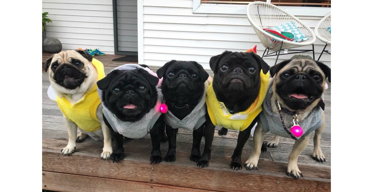 Throwing the Perfect Pooch Party