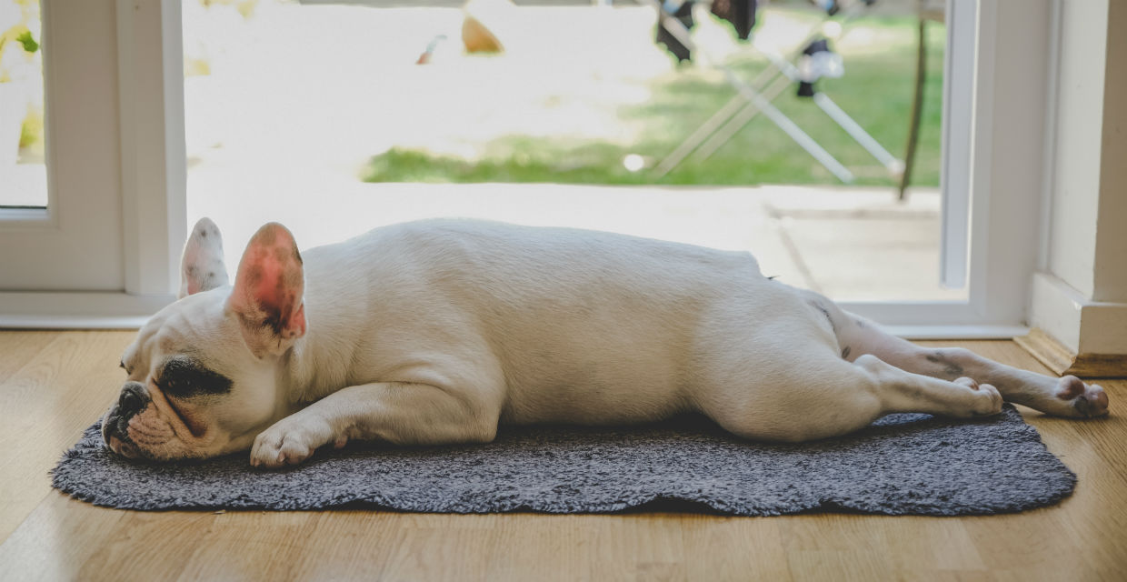 Should I my dog be an inside or outside dog?