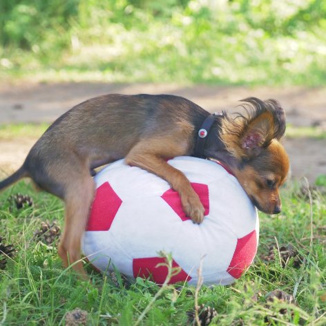 Benefits of a Foster Dog