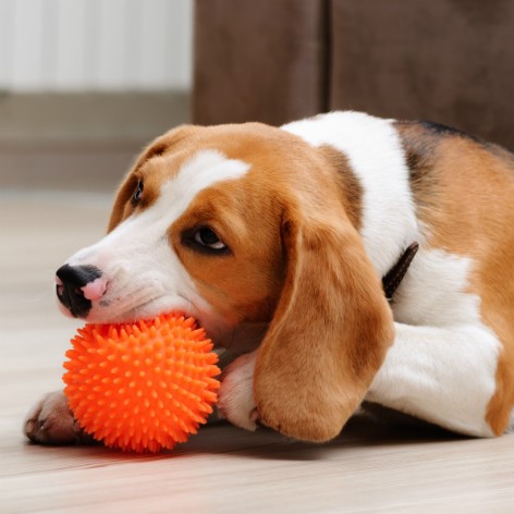 How to Stop your Puppy from Chewing
