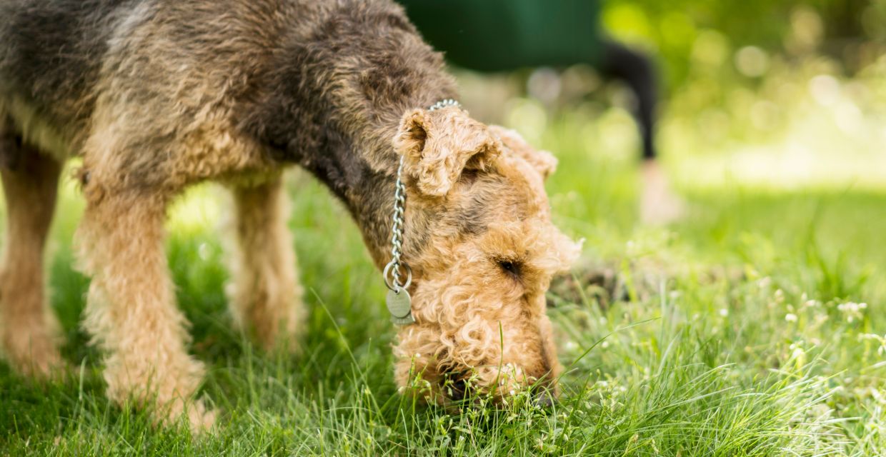 Dog sale eating hair