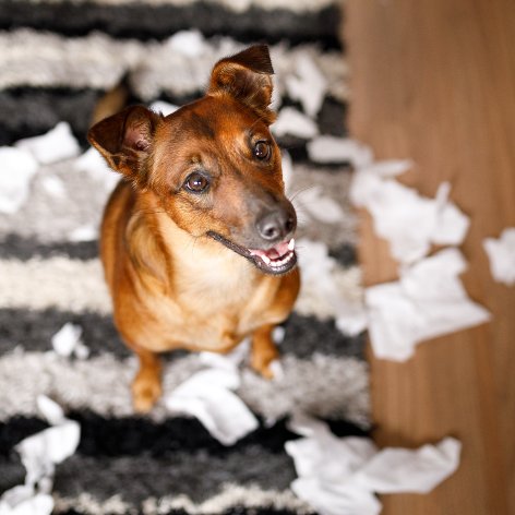 Should my dog be an inside or outside dog?