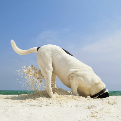 Keeping your Dog Entertained while Away