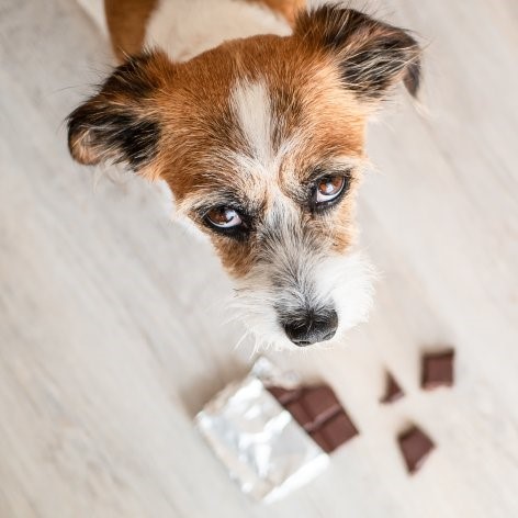 Healthy Dog Treats - What To Look For