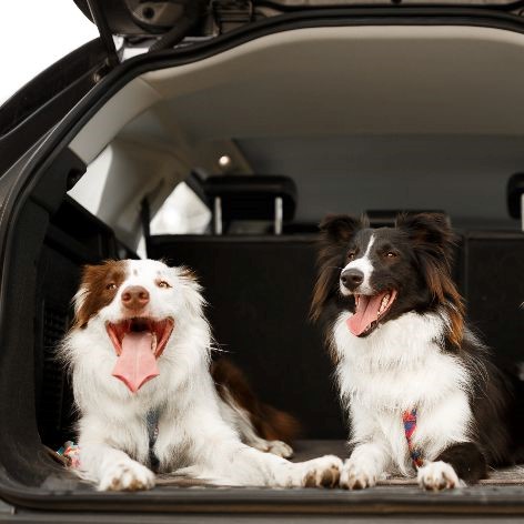 Road Tripping with your Dog