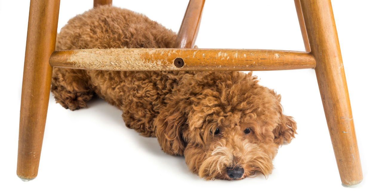 How to Stop your Puppy from Chewing