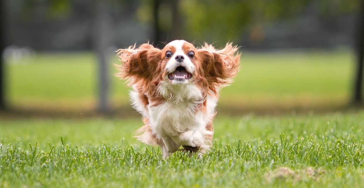 Getting your Dog to Come to You