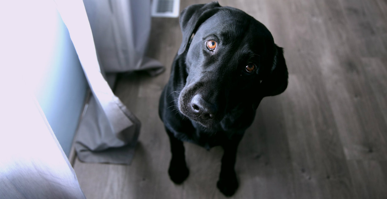 Entertaining your Dog in your Home