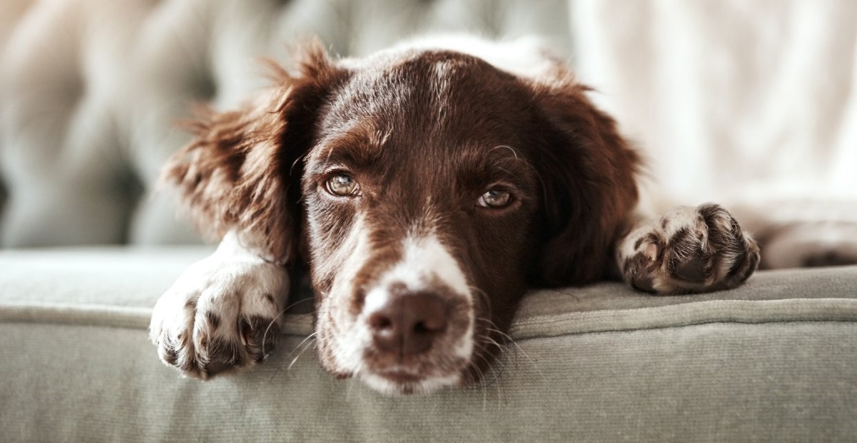 How to Help a Grieving Dog