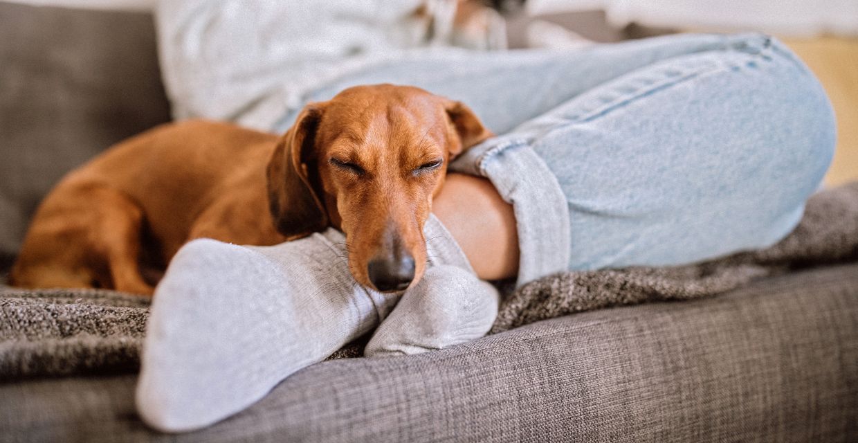 How My Dog Benefits my Mental Health
