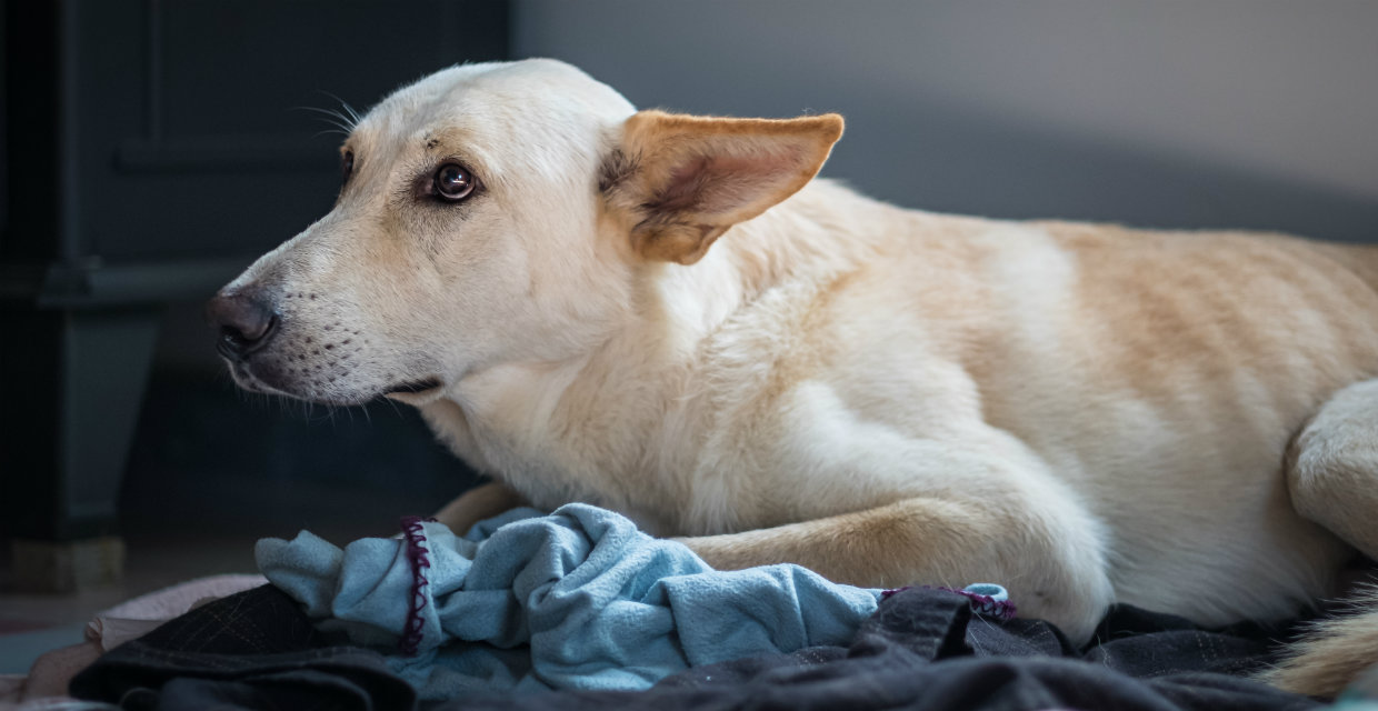 Why do Dogs Bite Kids