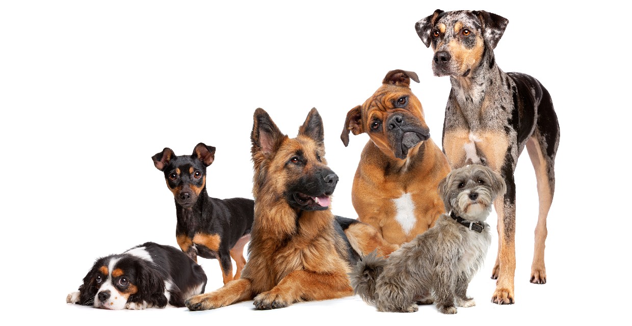 Dog Breed Temperaments