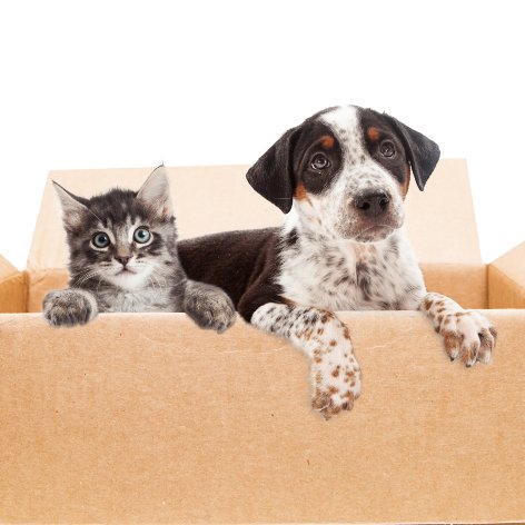 Five Benefits of Getting a Puppy