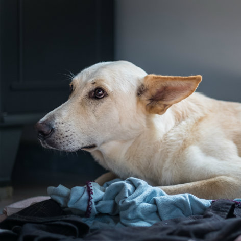 Throwing the Perfect Pooch Party