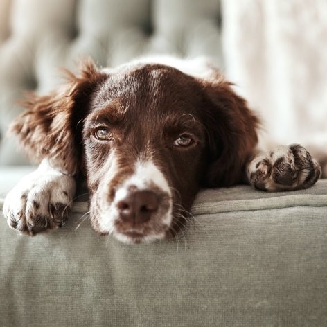 Your Dog's Personality Type - Are You Looking After Them?